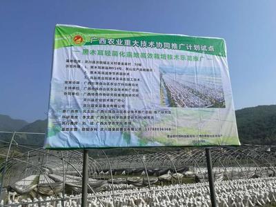 喜讯!黑木耳轻简化露地高效栽培技术在广西贺州、桂林多地应用
