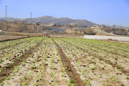 榆中县高原夏菜种植陆续开始 计划种植35万亩